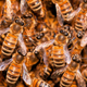 Illustration for article titled Tow Truck Driver Swarmed By Thousands Of Bees Hiding In Vehicle